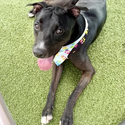 Enlarge Puma, a Adoptable mixed breed in Largo, FL image 1/3