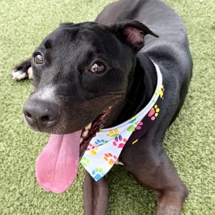Enlarge Puma, a Adoptable mixed breed in Largo, FL image 2/3