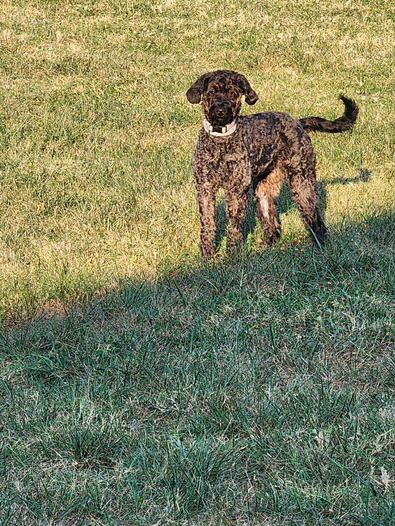 Mochie, a Adoptable mixed breed in Waxhaw, NC image 1/4