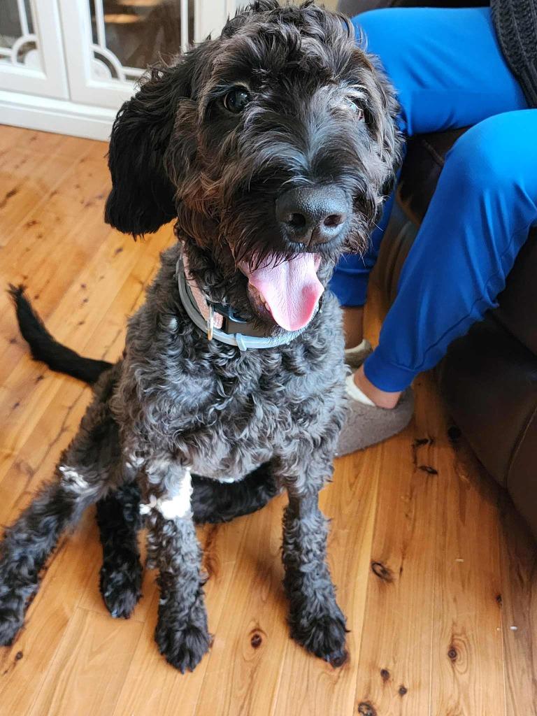 Mochie, a Adoptable mixed breed in Waxhaw, NC image 2/4