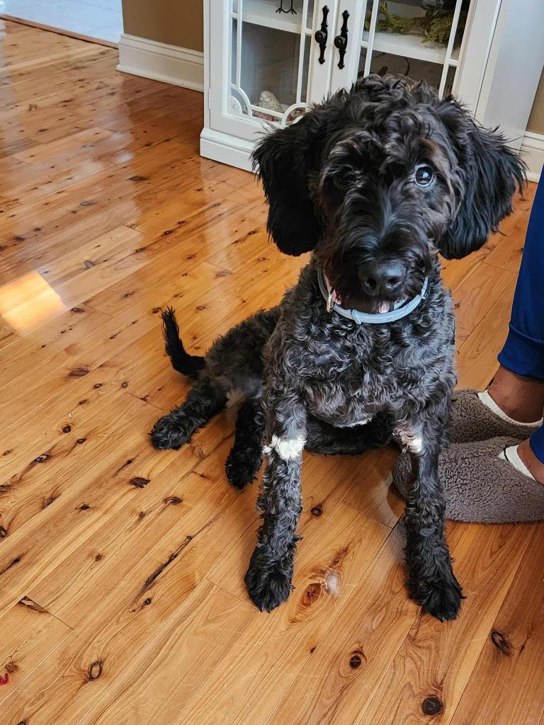 Mochie, a Adoptable mixed breed in Waxhaw, NC image 3/4