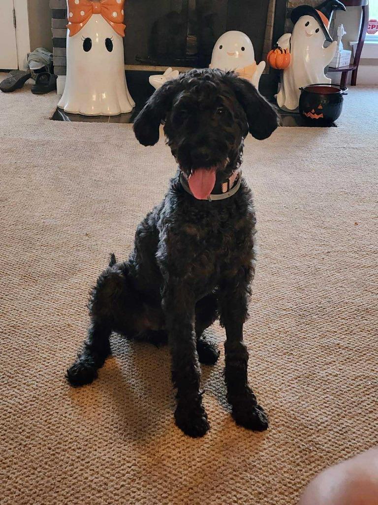 Mochie, a Adoptable mixed breed in Waxhaw, NC image 4/4