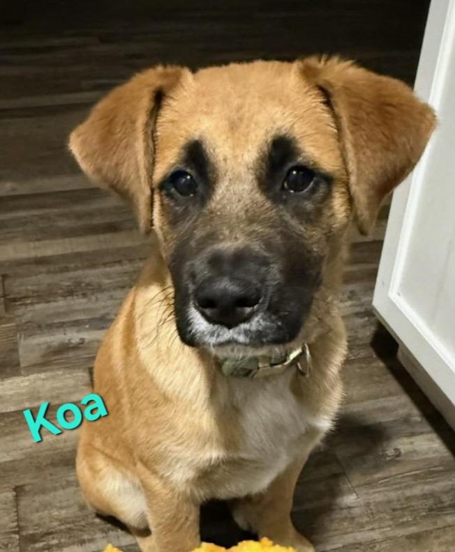 Koa, ADOPTABLE, Puppy Male Anatolian Shepherd.