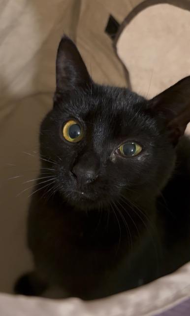 Madame Wigglebutt thumbnail 2