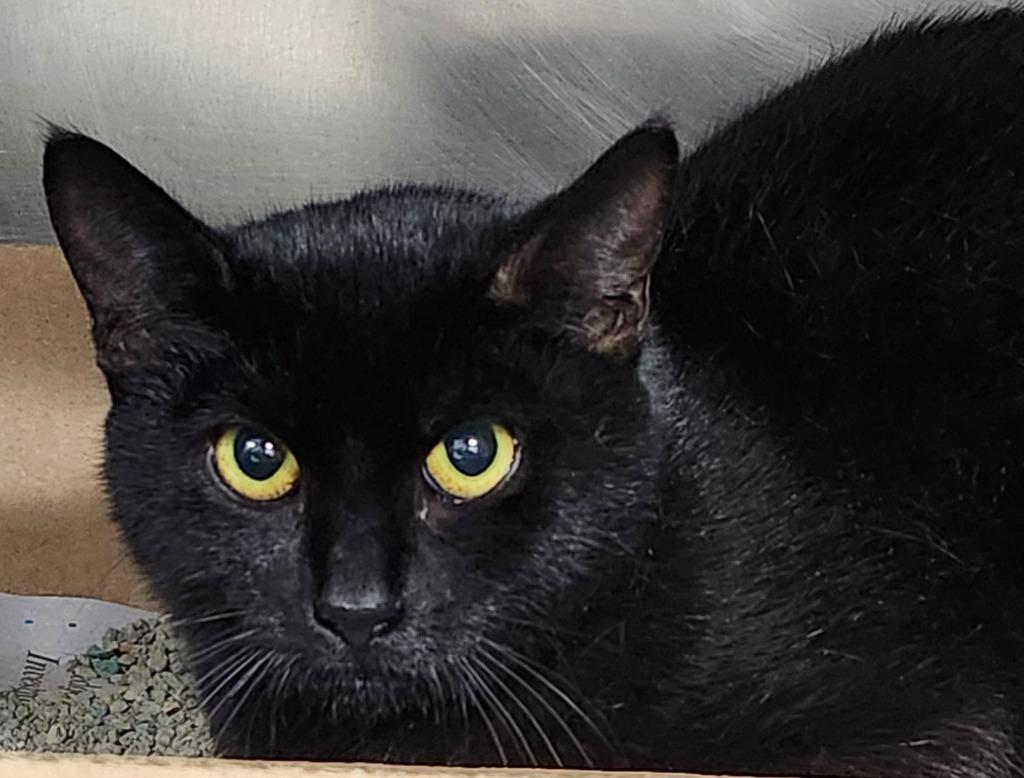 Madame Wigglebutt thumbnail 3