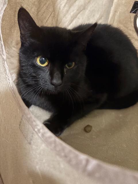 Madame Wigglebutt thumbnail 4