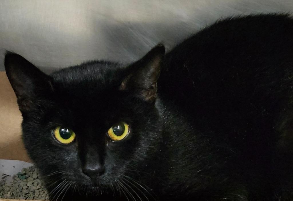 Madame Wigglebutt thumbnail 5