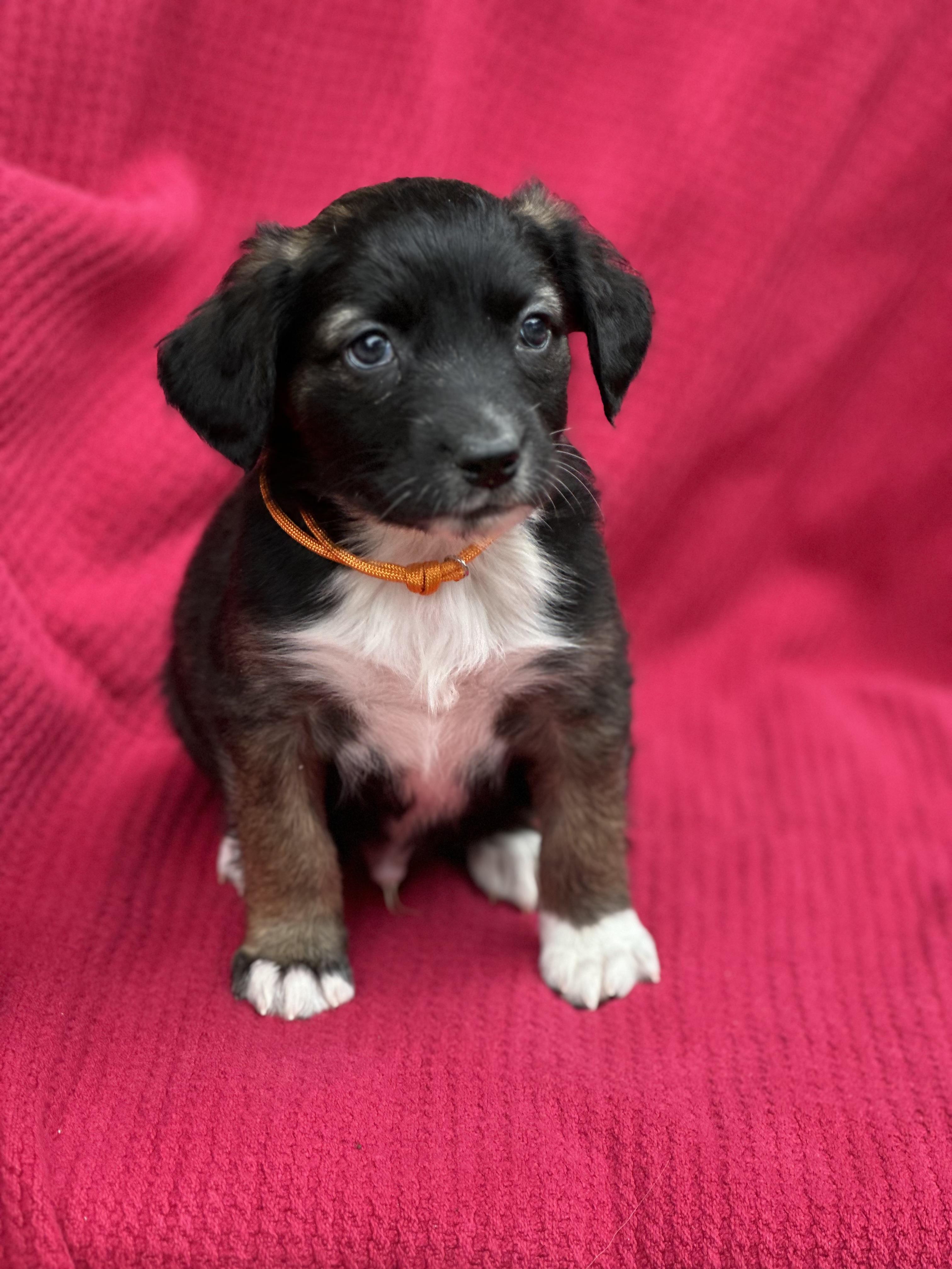 Enlarge Alvie, a ADOPTABLE mixed breed in Maiden, NC image 1/2