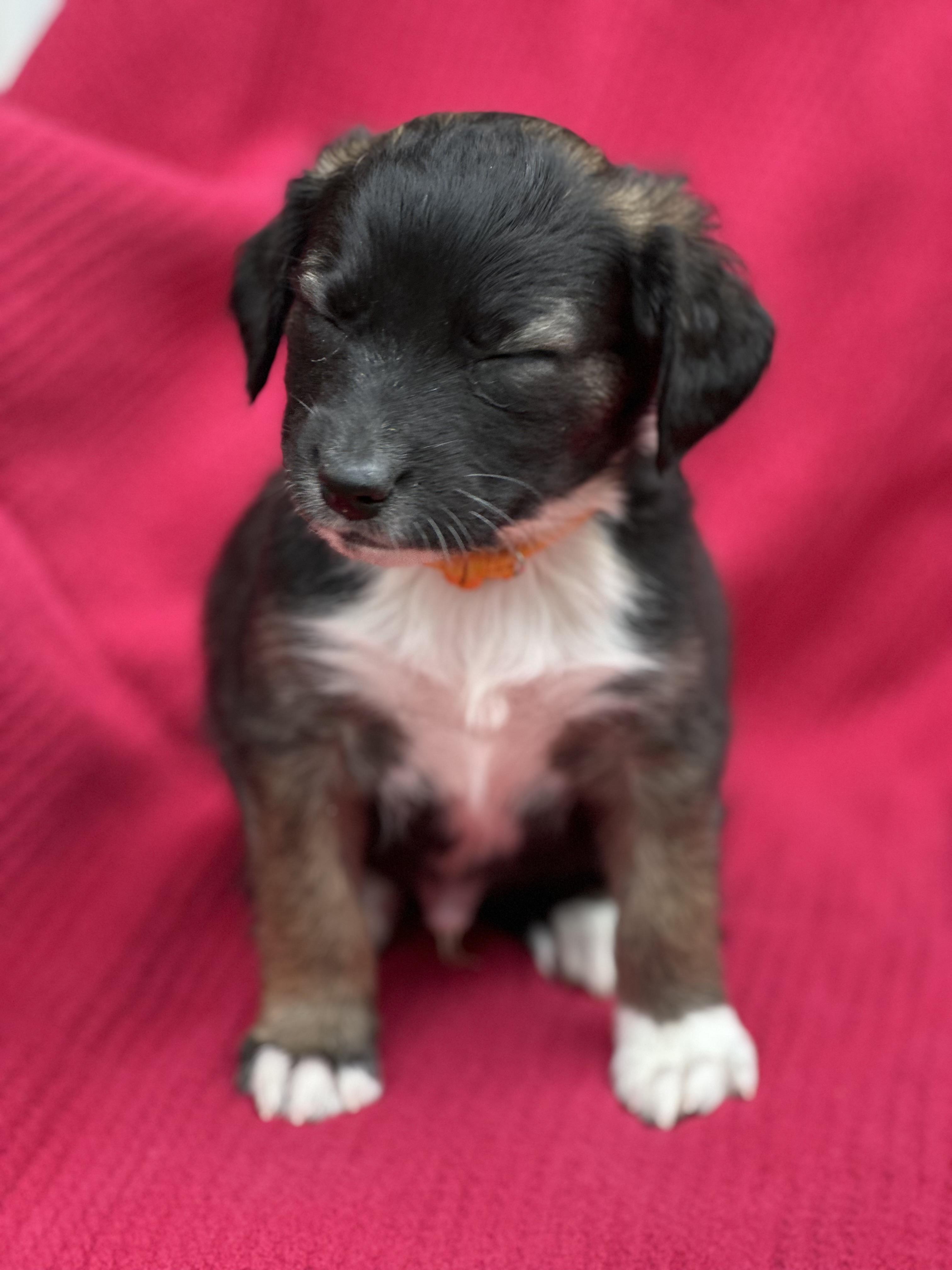 Enlarge Alvie, a ADOPTABLE mixed breed in Maiden, NC image 2/2