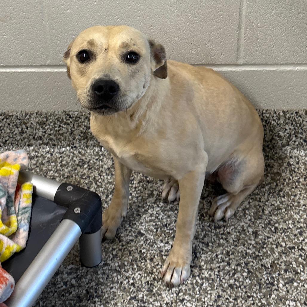 Olivia Rodoggo, Adoptable, Young Female Pit Bull Terrier & Mixed Breed.