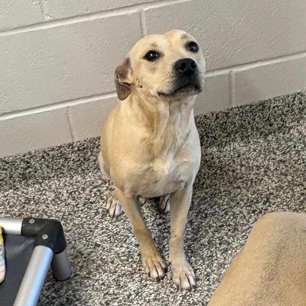 Enlarge Olivia Rodoggo, a Adoptable mixed breed in Morganton, NC image 2/4