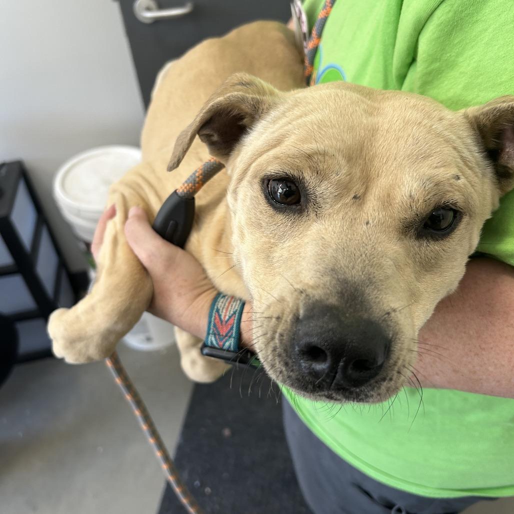 Enlarge Olivia Rodoggo, a Adoptable mixed breed in Morganton, NC image 3/4