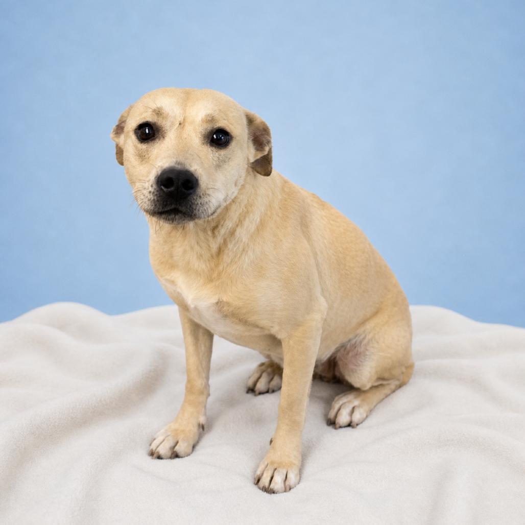 Enlarge Olivia Rodoggo, a Adoptable mixed breed in Morganton, NC image 4/4