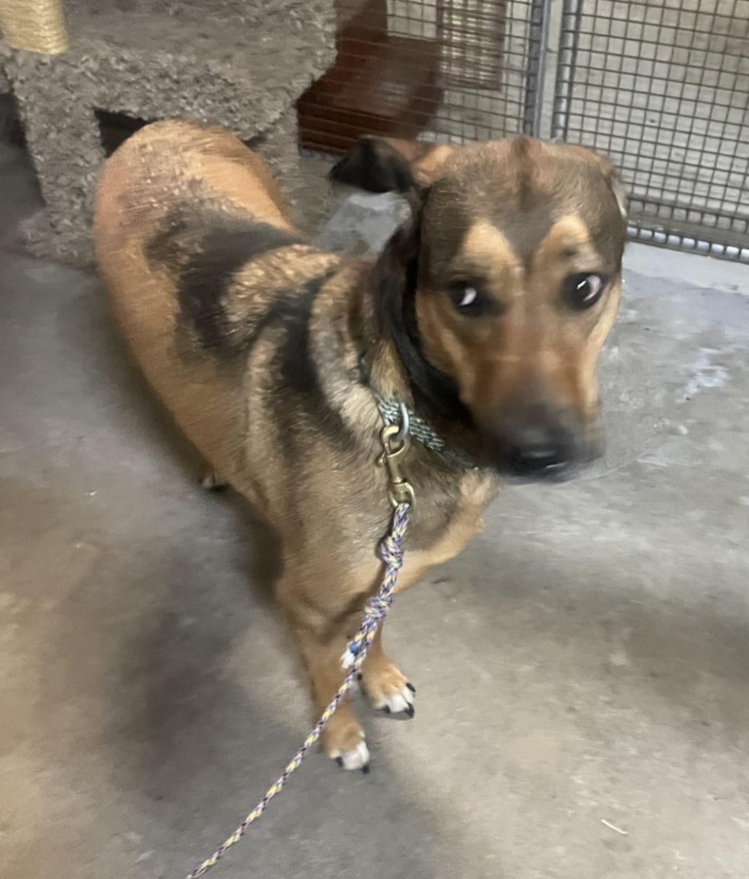 Buck, an adoptable Shepherd in Billings, MT, 59101 | Photo Image 2