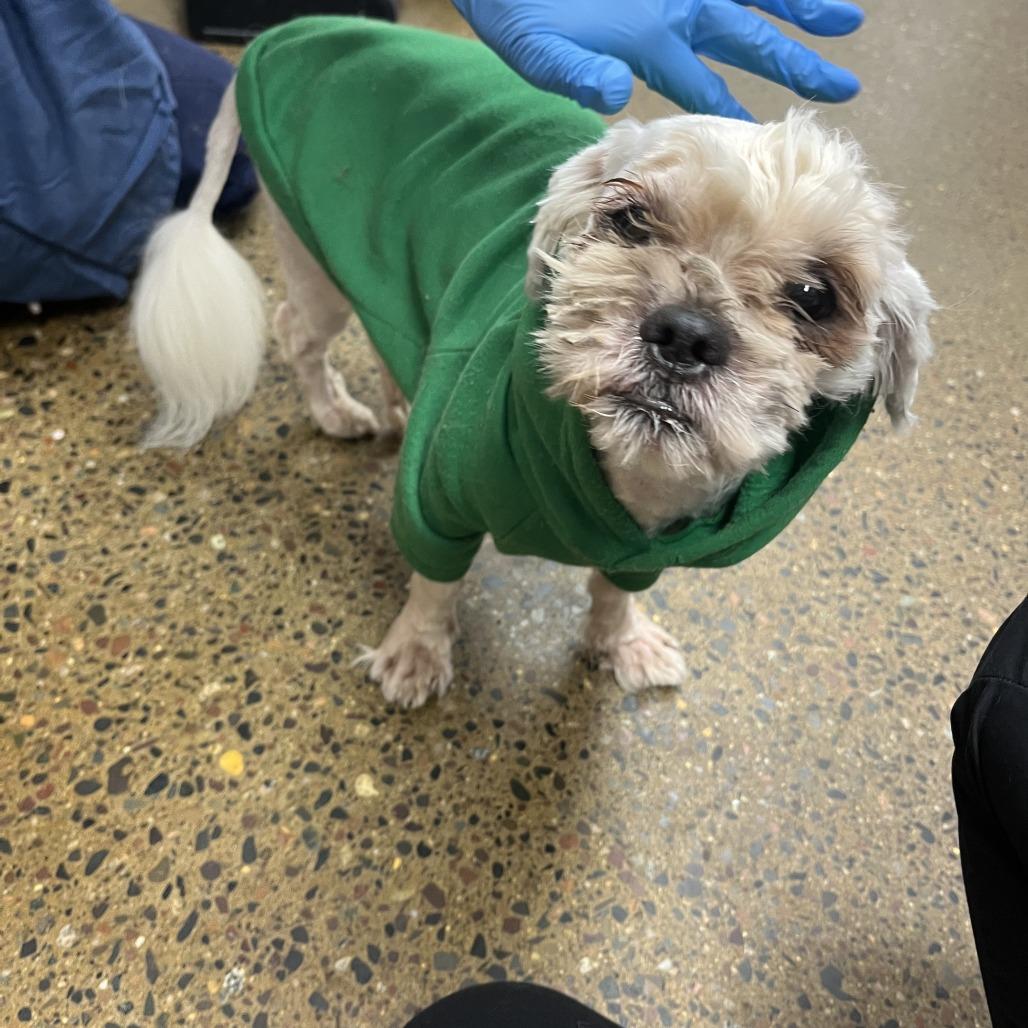 Frank D12718, Adoptable, Adult Male Shih Tzu & Mixed Breed.