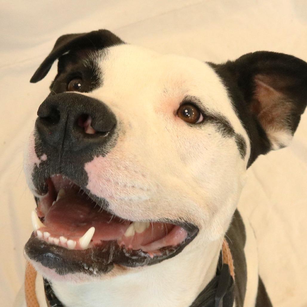 Clyde, Adoptable, Young Male Pit Bull Terrier & Mixed Breed.