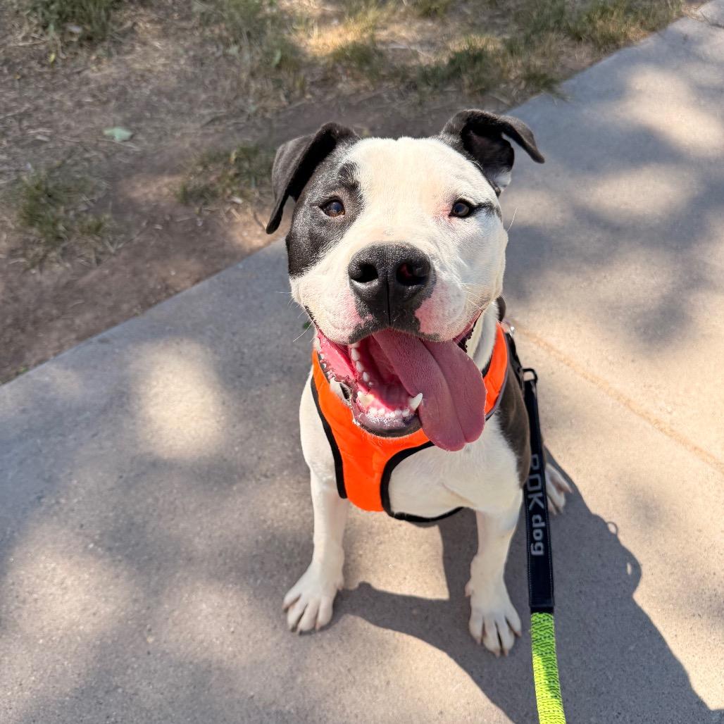Clyde, Adoptable, Young Male Pit Bull Terrier & Mixed Breed.