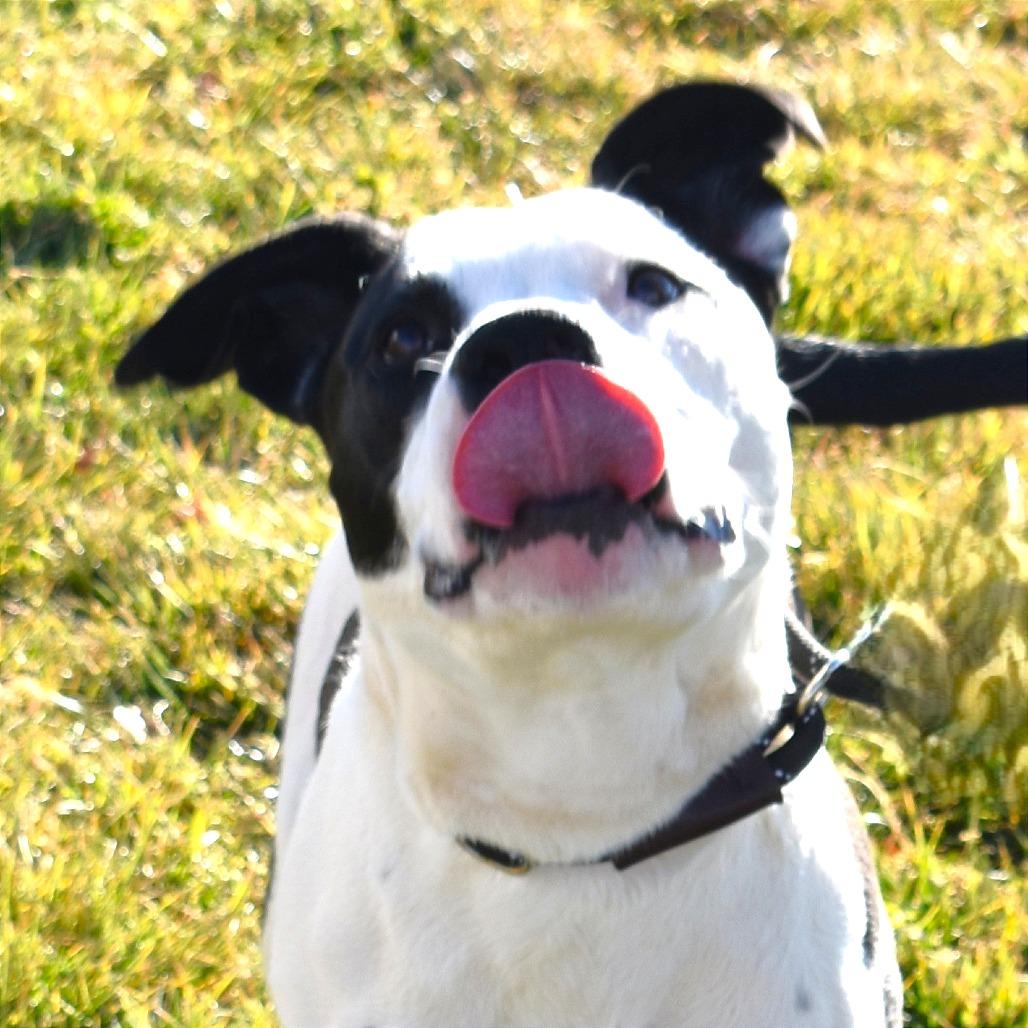 Clyde, Adoptable, Young Male Pit Bull Terrier & Mixed Breed.