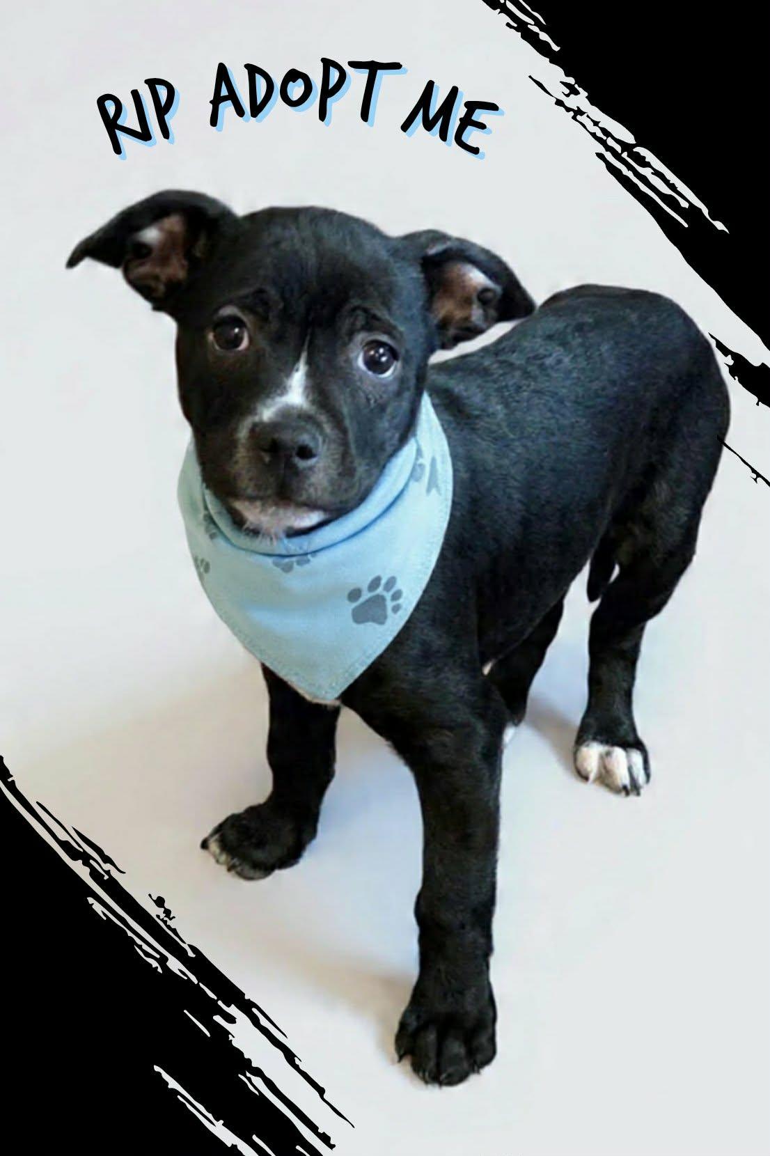 Enlarge Rip, a ADOPTABLE mixed breed in Grove, OK image 1/4