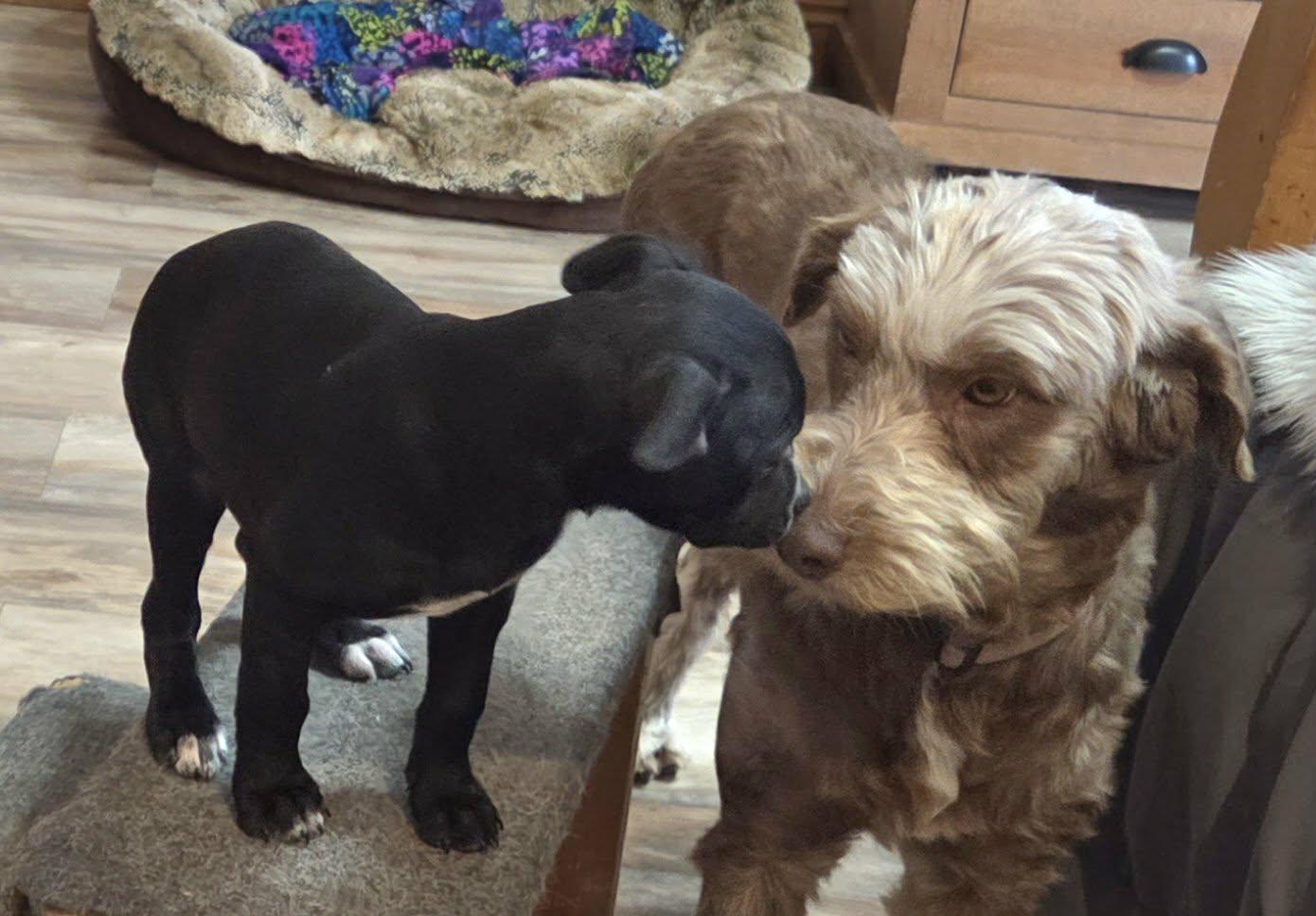 Enlarge Rip, a ADOPTABLE mixed breed in Grove, OK image 3/4