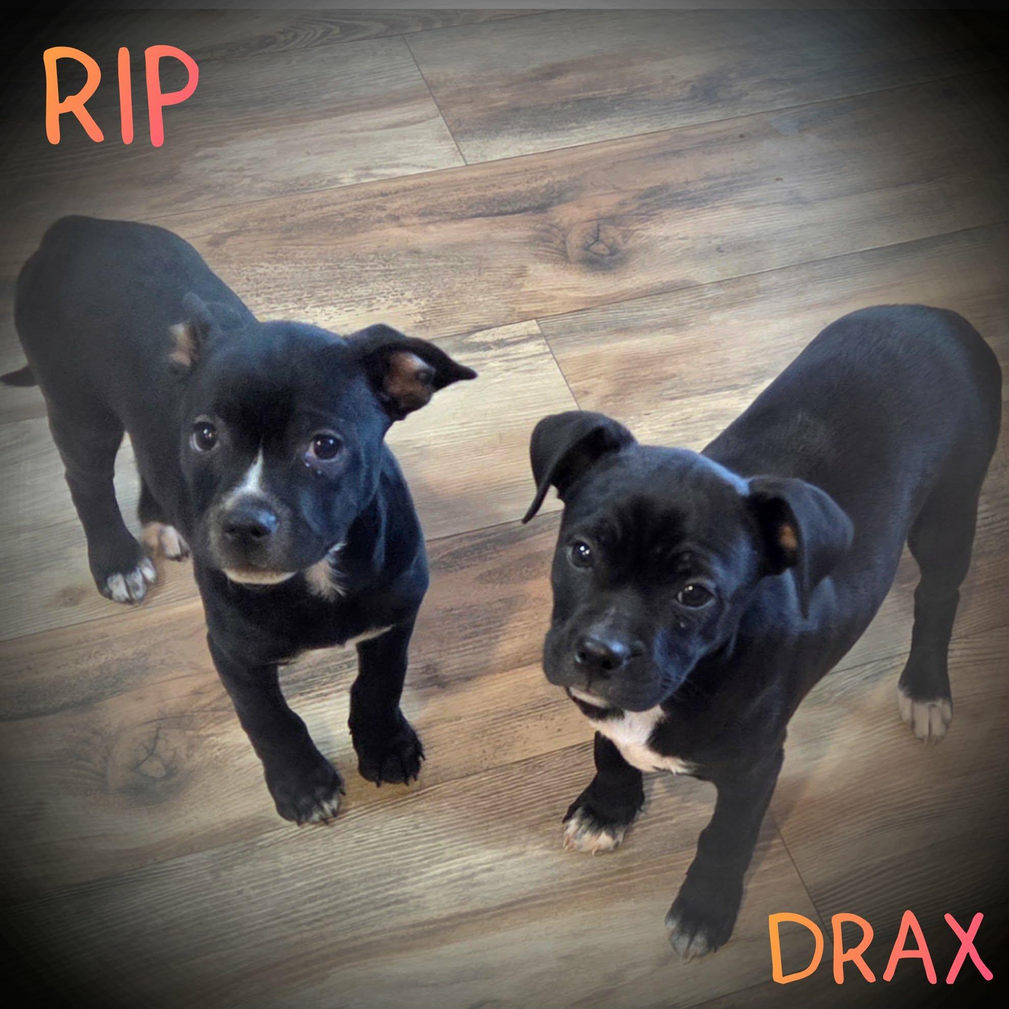 Enlarge Rip, a ADOPTABLE mixed breed in Grove, OK image 4/4