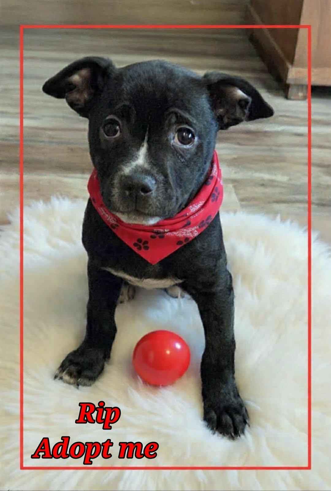 Enlarge Rip, a ADOPTABLE mixed breed in Grove, OK image 2/4