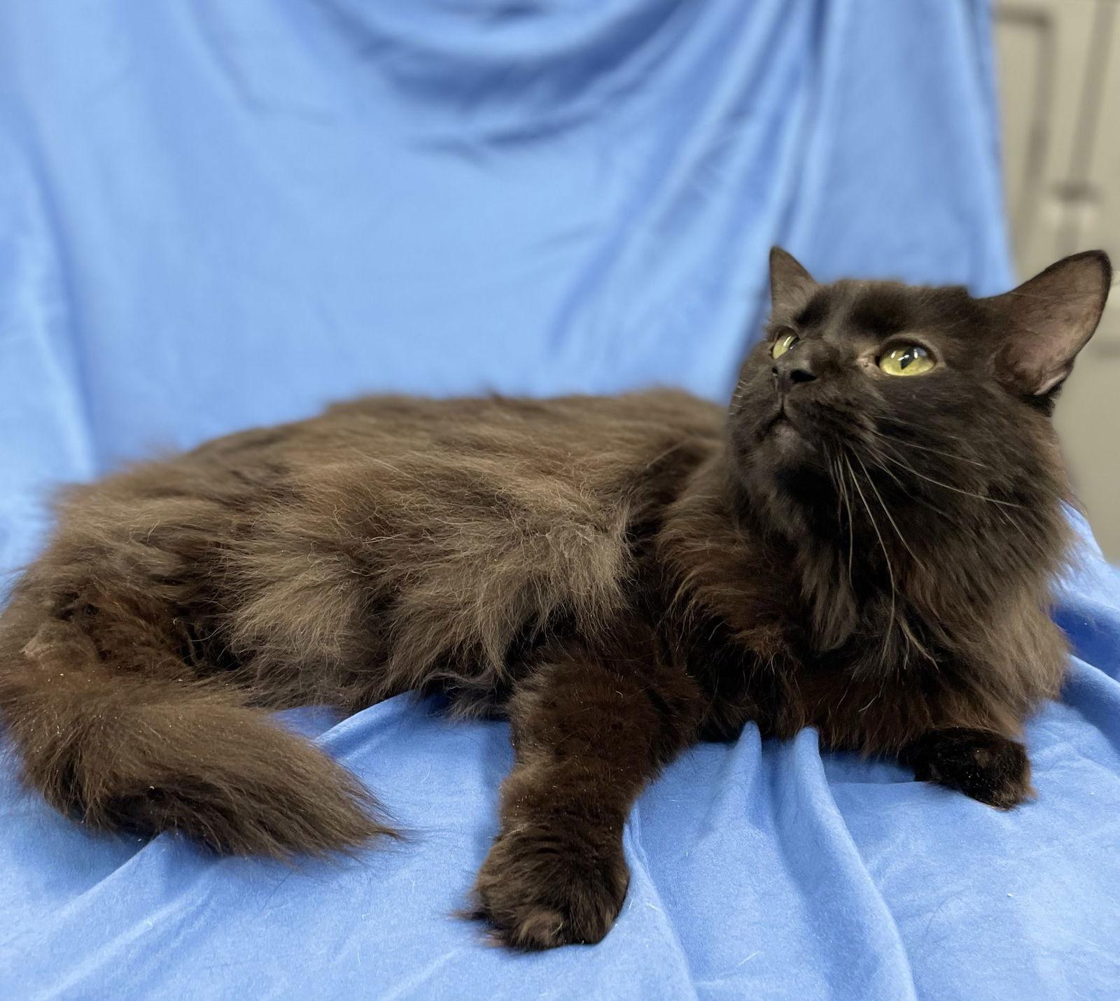 Simon — thumbnail 2