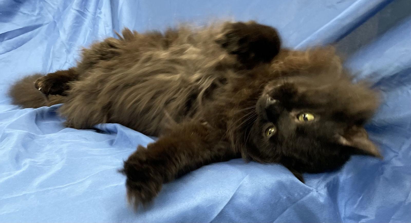 Simon — thumbnail 3