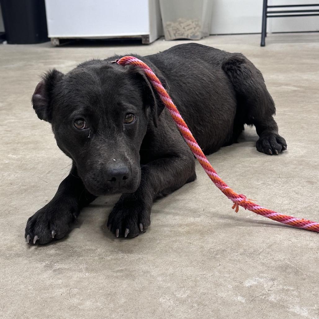 Grace, Adoptable, Young Female Labrador Retriever.