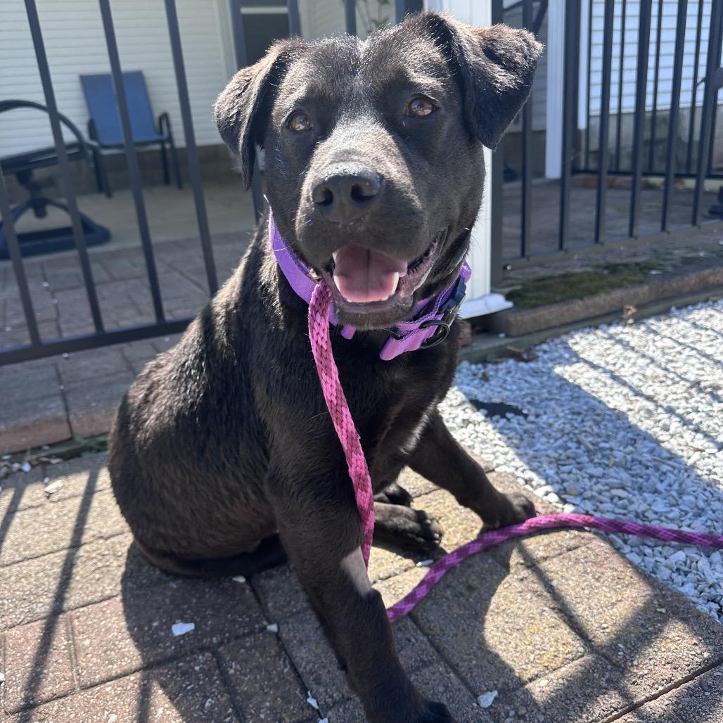 Enlarge Grace, a Adoptable Labrador Retriever in Canton, IL image 2/5