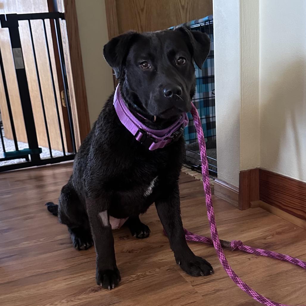 Enlarge Grace, a Adoptable Labrador Retriever in Canton, IL image 3/5