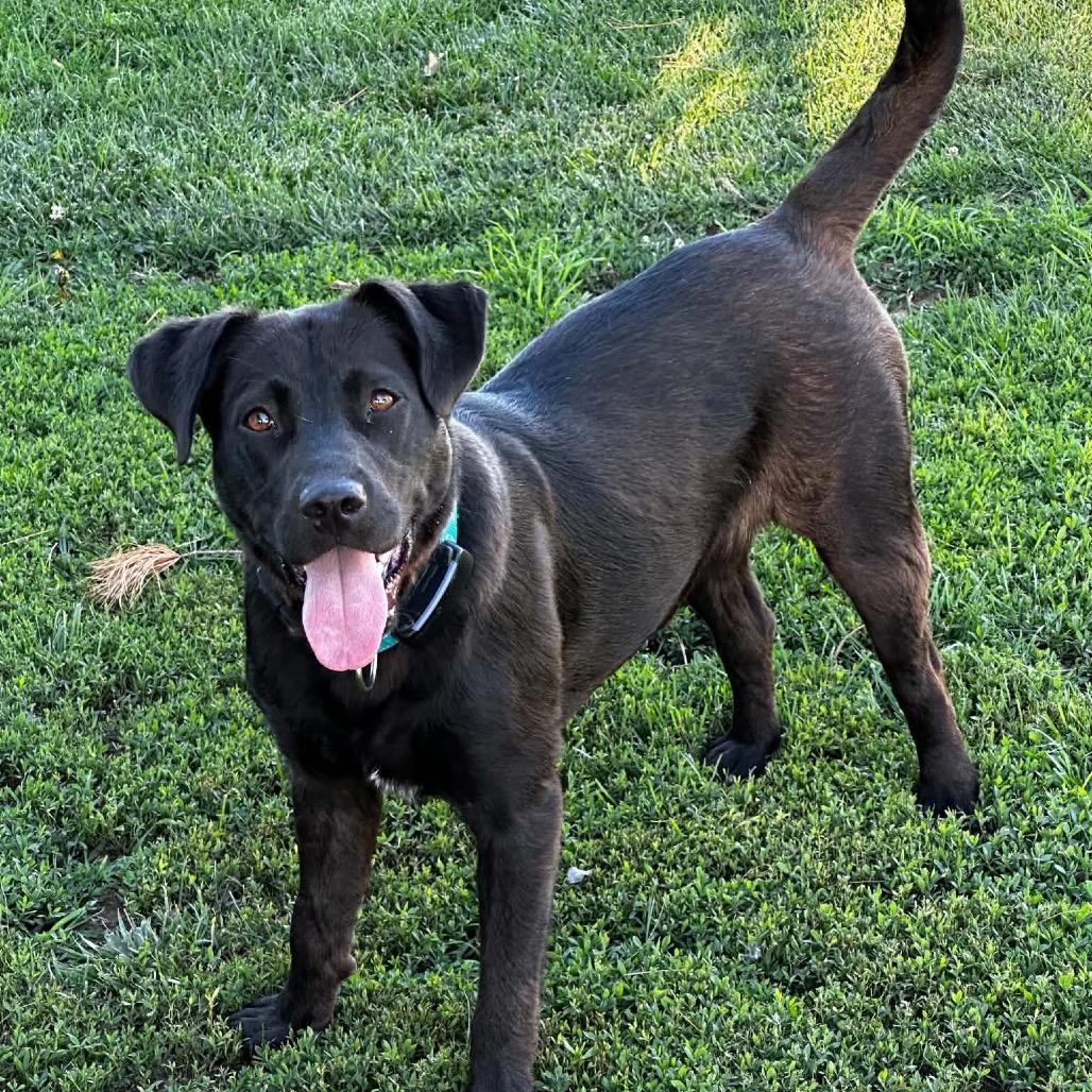 Grace, a Adoptable Labrador Retriever in Canton, IL image 4/6