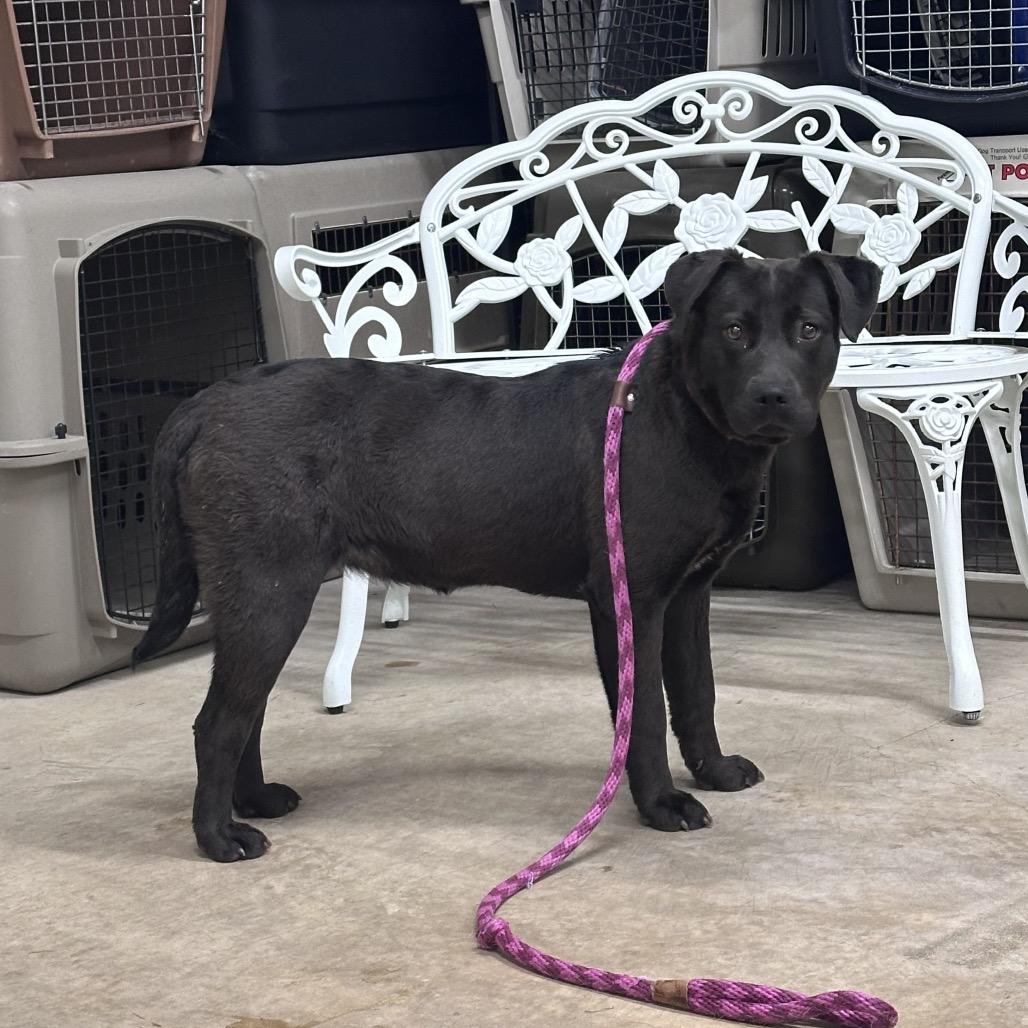 Enlarge Grace, a Adoptable Labrador Retriever in Canton, IL image 4/5