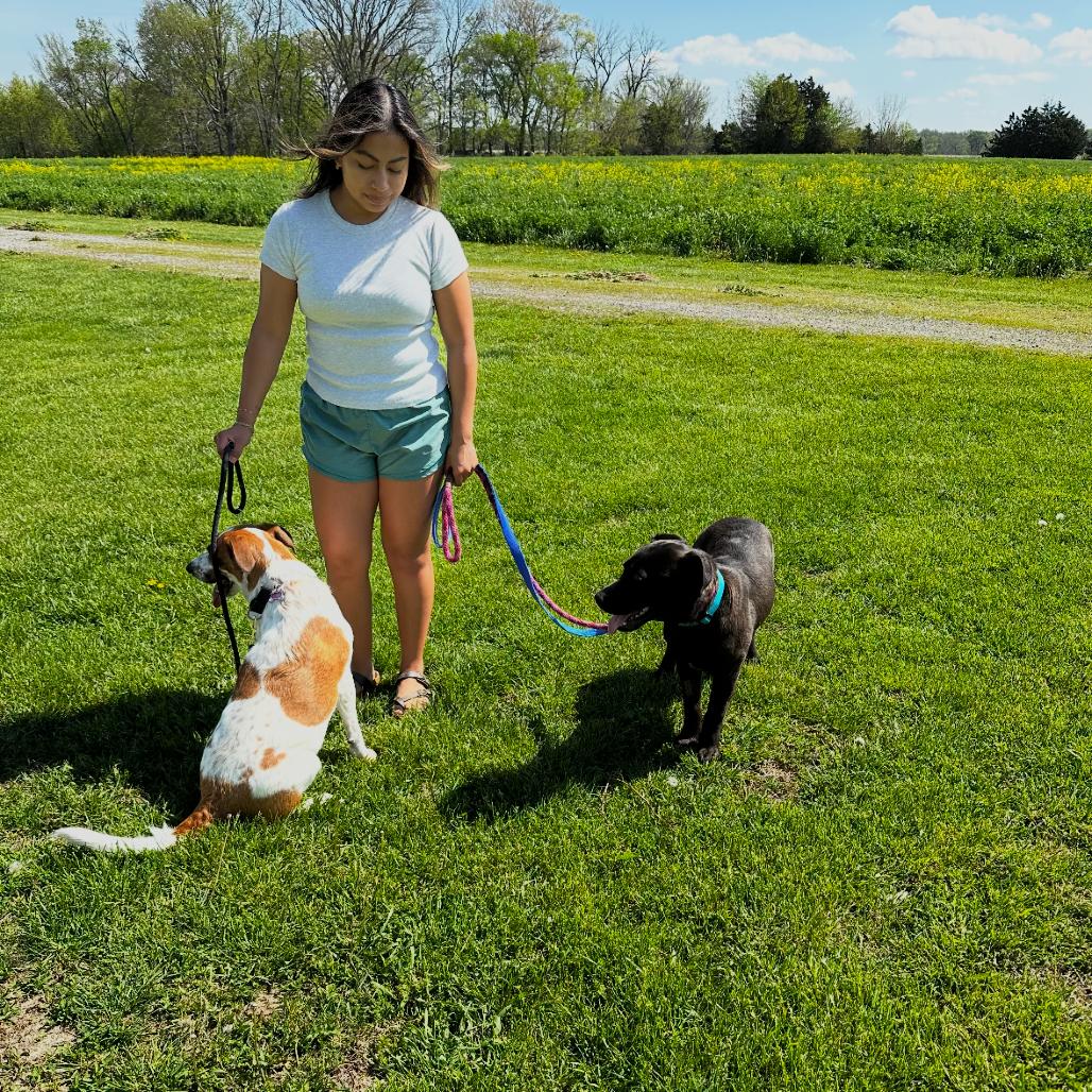 Enlarge Grace, a Adoptable Labrador Retriever in Canton, IL image 5/6