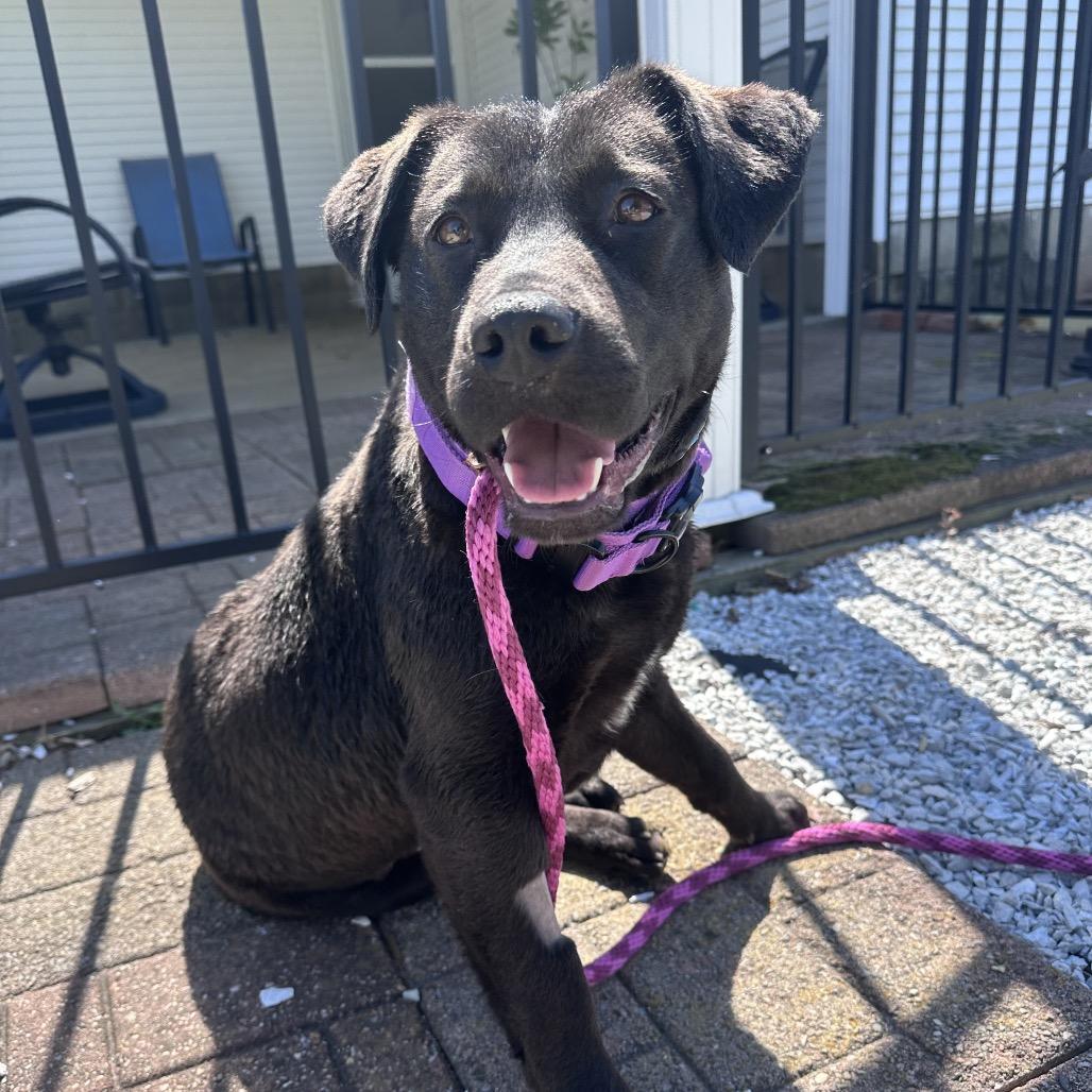 Enlarge Grace, a Adoptable Labrador Retriever in Canton, IL image 5/5
