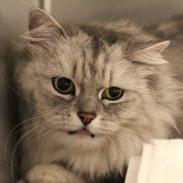 26-01238, adopted, Senior Female Domestic Long Hair.