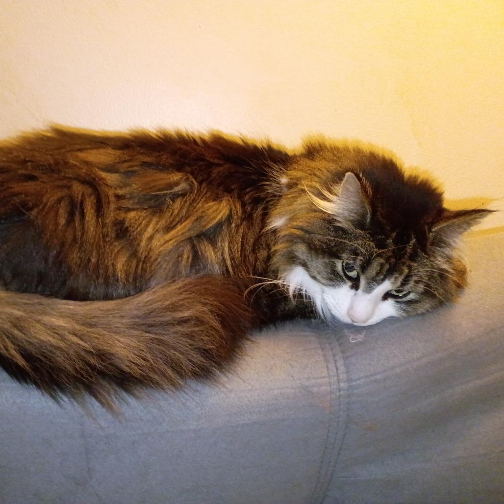 Missy — thumbnail 2