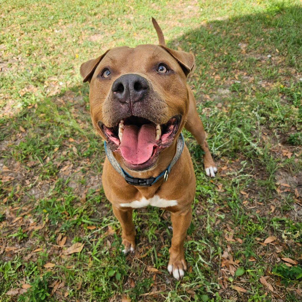Enlarge Hercules, a Adoptable Mixed Breed in Lake Panasoffkee, FL image 1/6