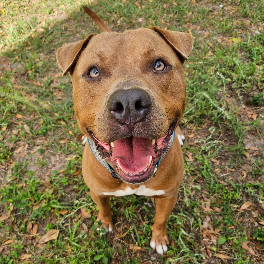 Enlarge Hercules, a Adoptable Mixed Breed in Lake Panasoffkee, FL image 2/6