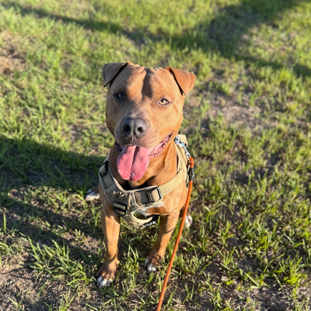 Enlarge Hercules, a Adoptable Mixed Breed in Lake Panasoffkee, FL image 3/6