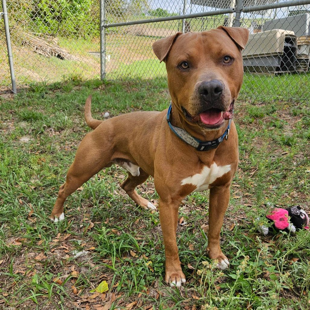 Enlarge Hercules, a Adoptable Mixed Breed in Lake Panasoffkee, FL image 4/6