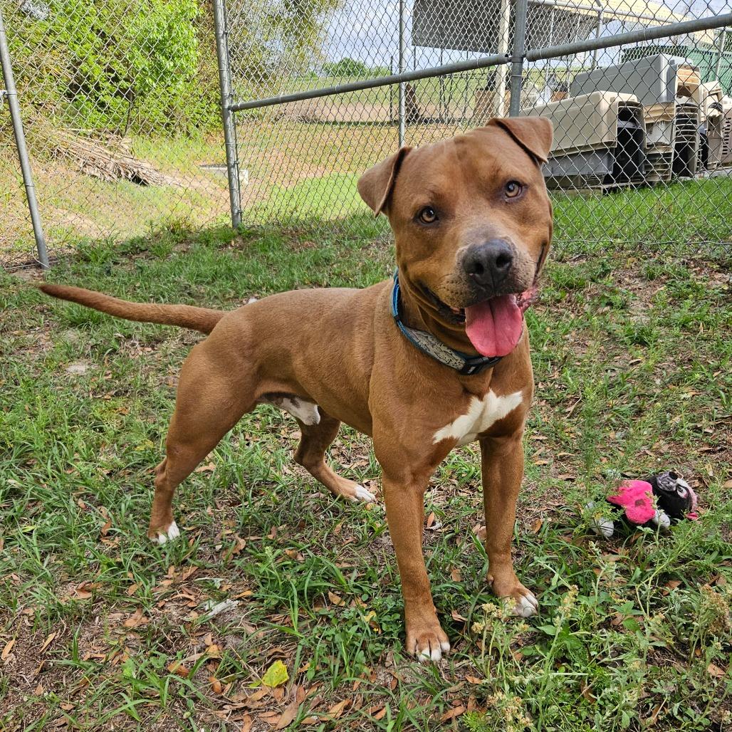 Enlarge Hercules, a Adoptable Mixed Breed in Lake Panasoffkee, FL image 5/6