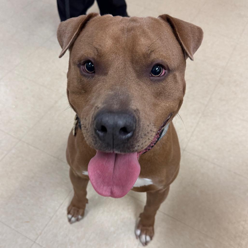 Enlarge Hercules, a Adoptable Mixed Breed in Lake Panasoffkee, FL image 6/6