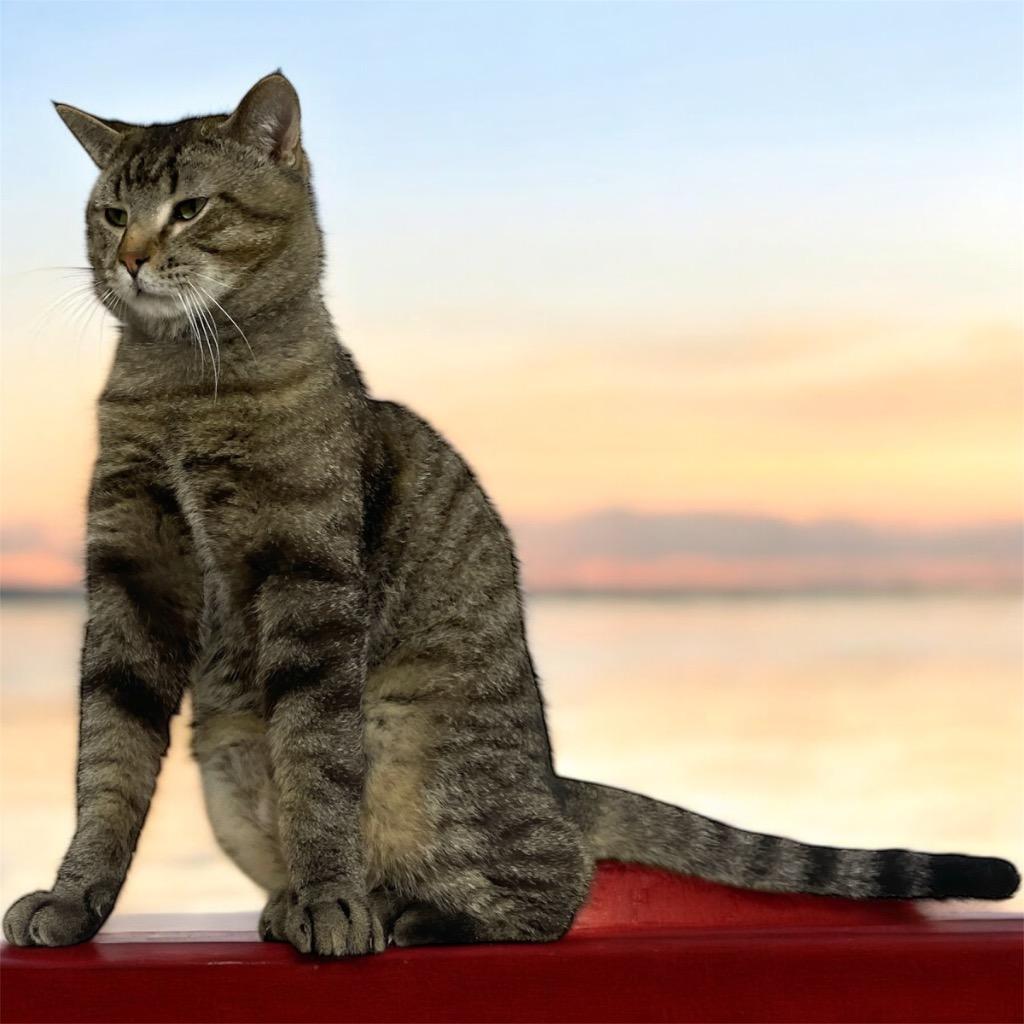 Enlarge Tigger, a Adoptable mixed breed in Pittsfield, IL image 1/1