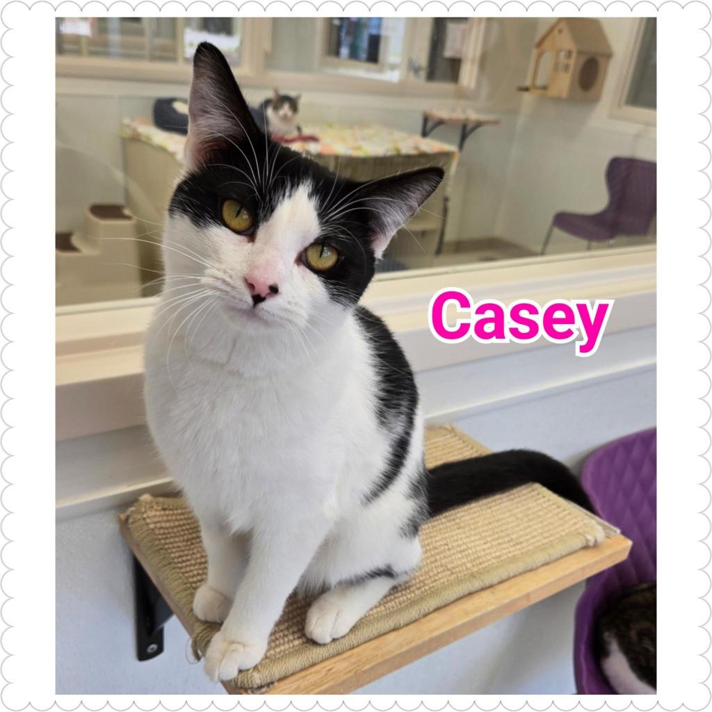 Casey, Adopted, Young Female Domestic Short Hair.