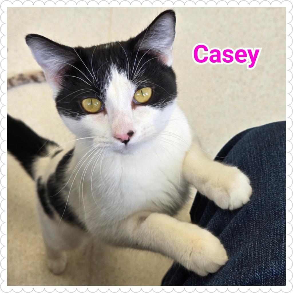 Enlarge Casey, a Adopted mixed breed in North Saint Paul, MN image 2/6