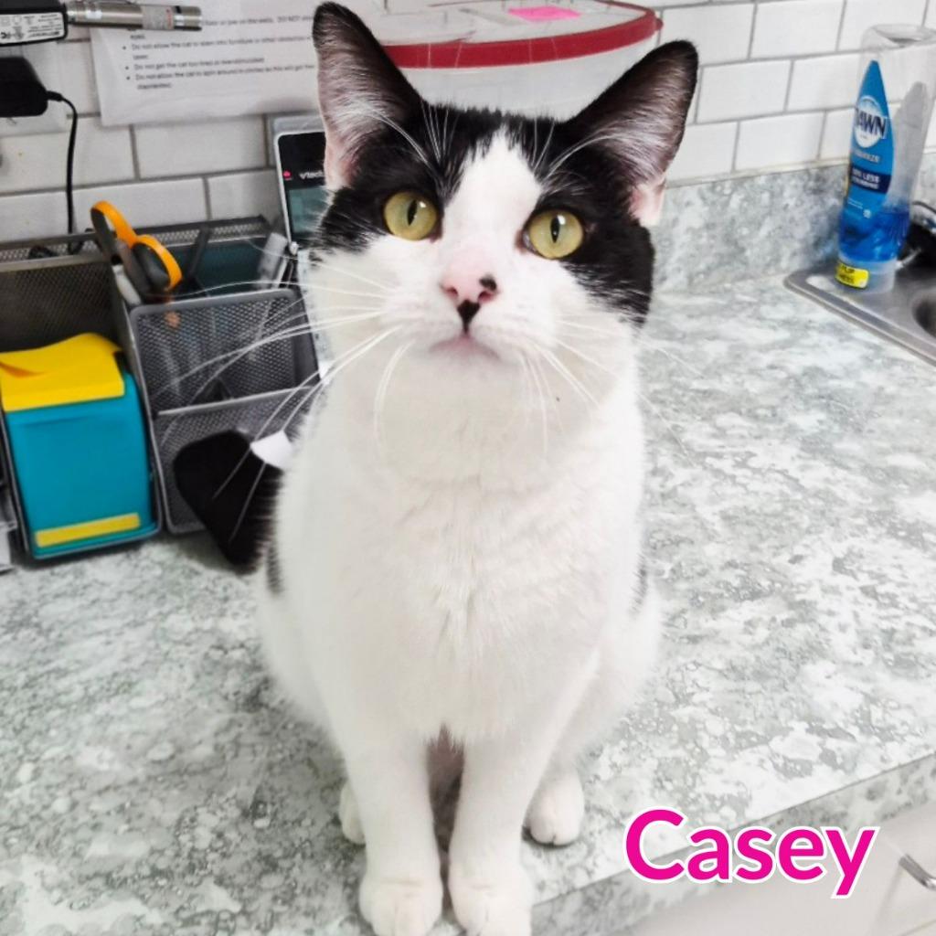 Enlarge Casey, a Adopted mixed breed in North Saint Paul, MN image 3/6