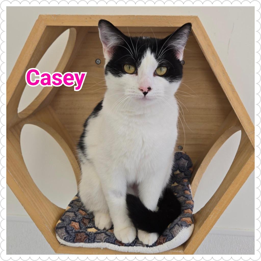 Enlarge Casey, a Adopted mixed breed in North Saint Paul, MN image 4/6