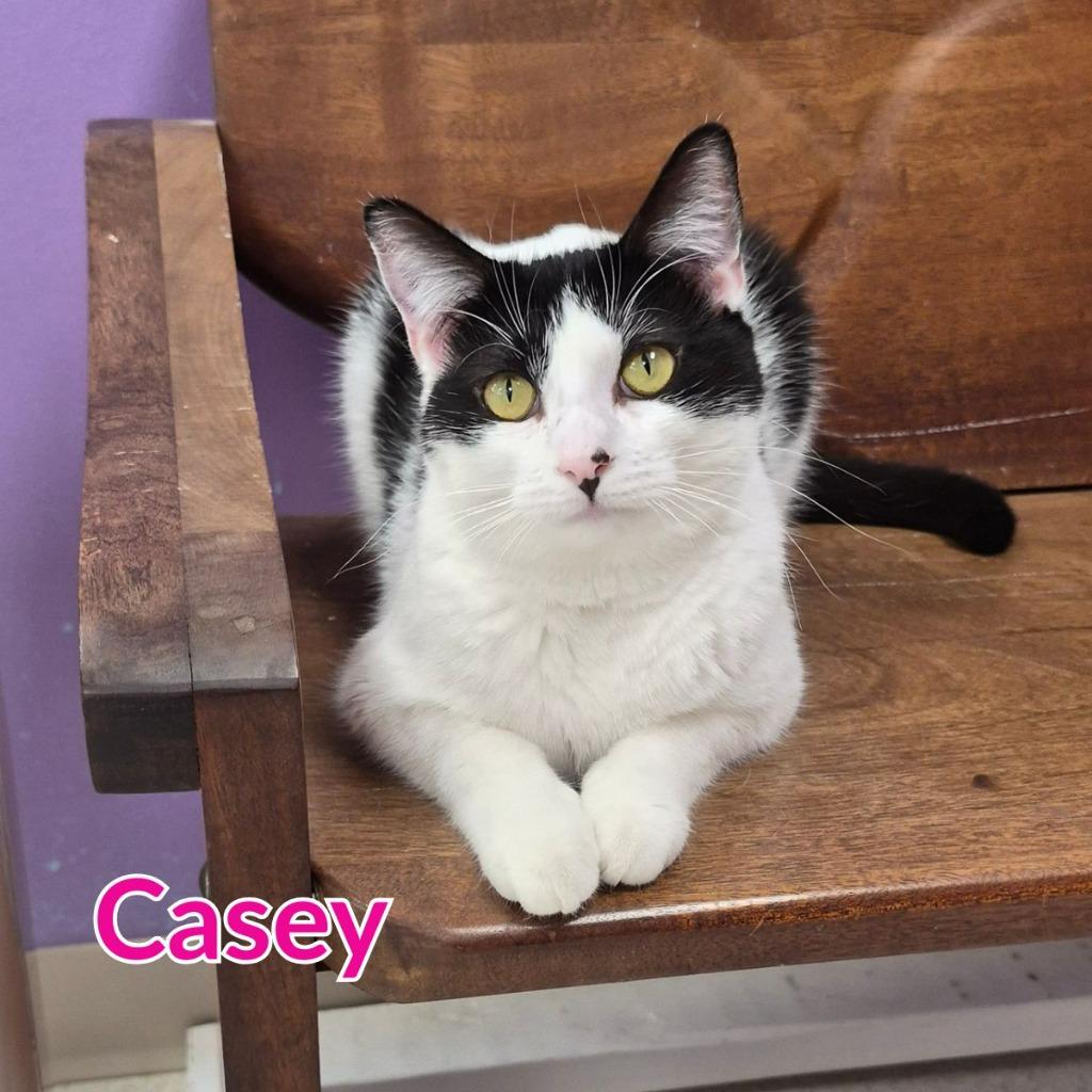 Enlarge Casey, a Adopted mixed breed in North Saint Paul, MN image 5/6