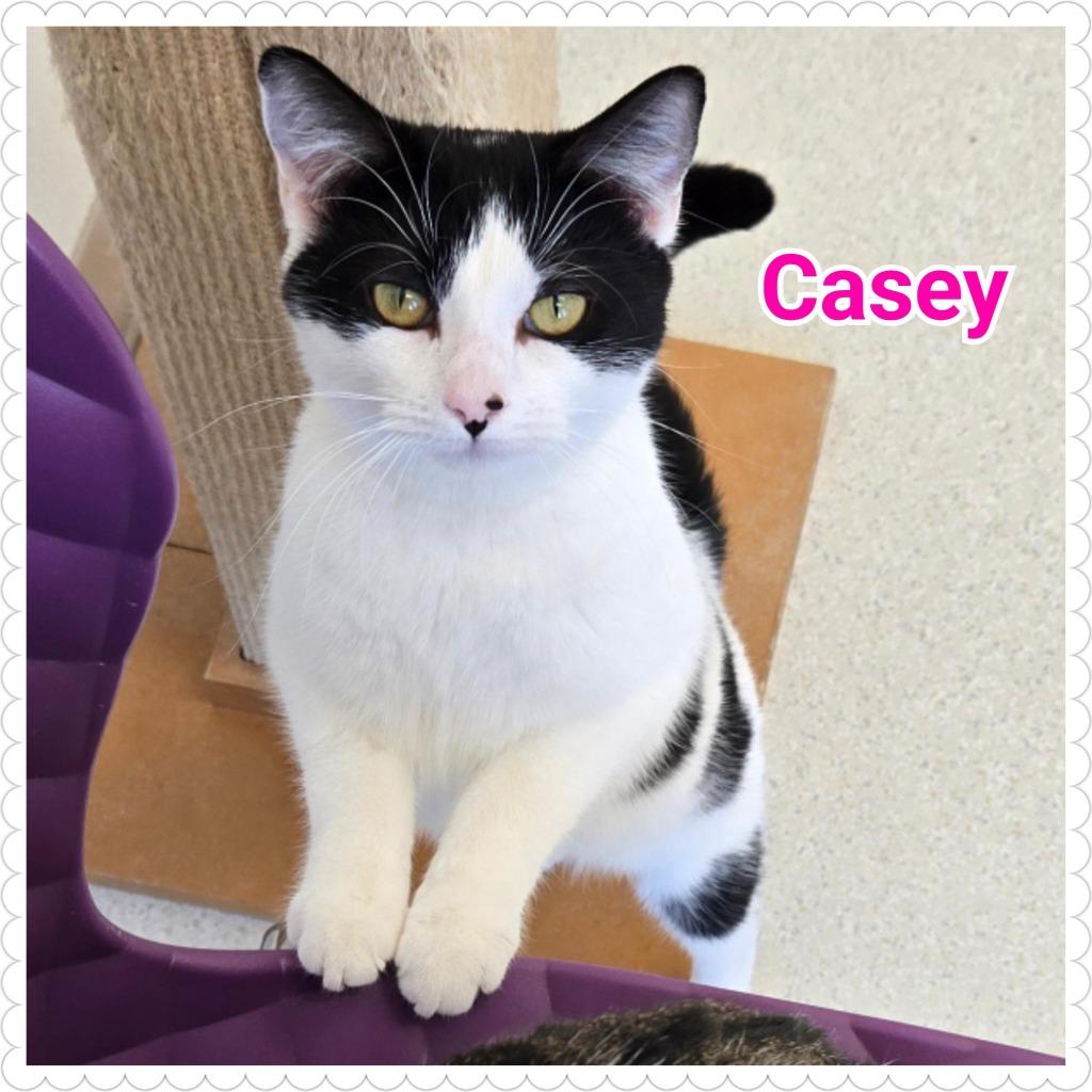 Enlarge Casey, a Adopted mixed breed in North Saint Paul, MN image 6/6